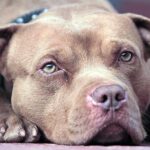 Pitbull
