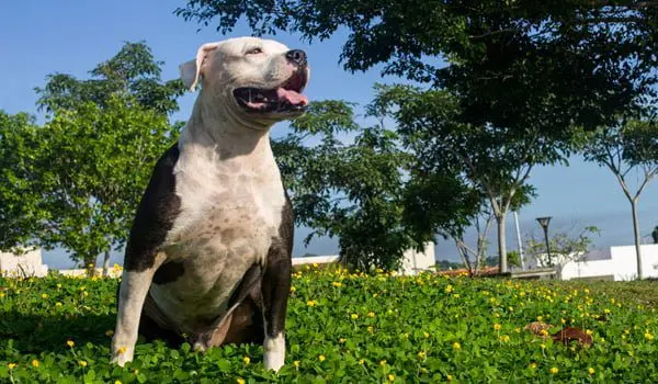 Pitbull colby cómo perro guardían