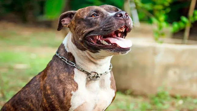 perro pitbull sentado a la orden