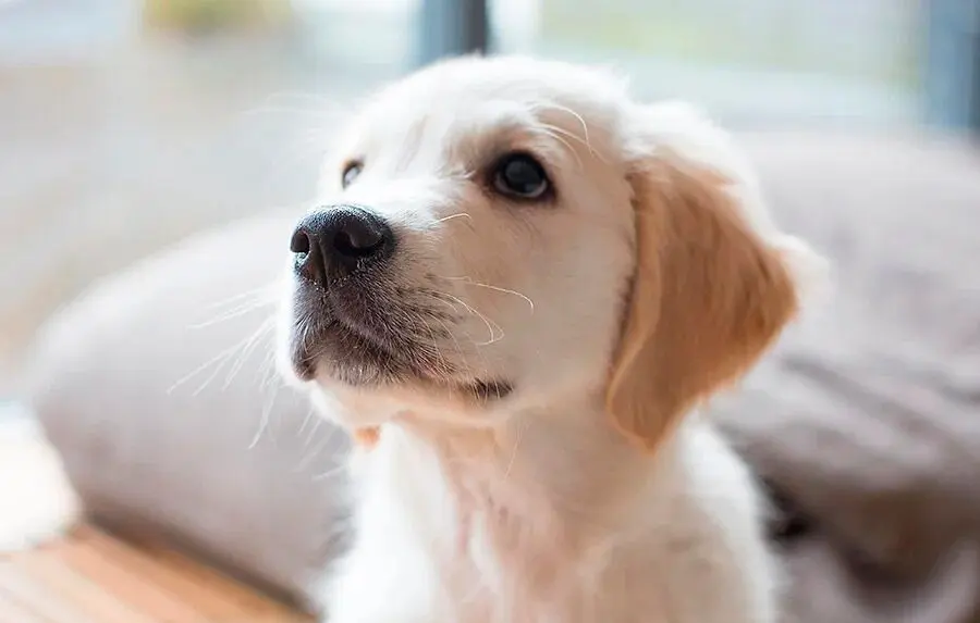 cachorrito solo en casa cachorrito solo en casa