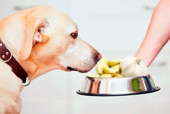 comedero de perro lleno de ajo comedero de perro lleno de ajo