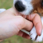 perro agrsivo mordiendo una mano
