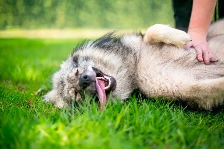 perro disfrutando de las cosquillas perro disfrutando de las cosquillas