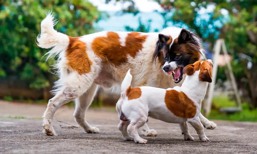 perro grande intenta atacar a perro pequeno perro grande intenta atacar a perro pequeno
