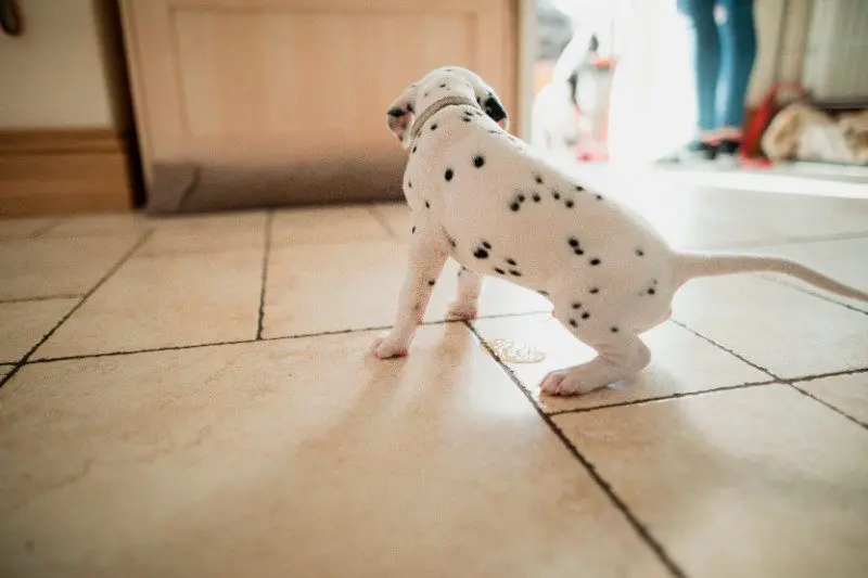 perro haciendo pipi en casa perro haciendo pipi en casa