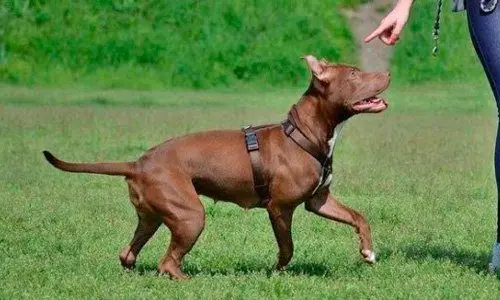 sesión de adiestramiento de un pitbull