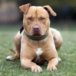 perro pitbull esperando una orden
