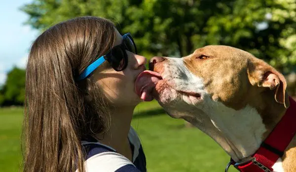 Pitbull colby lamiendo a su dueña