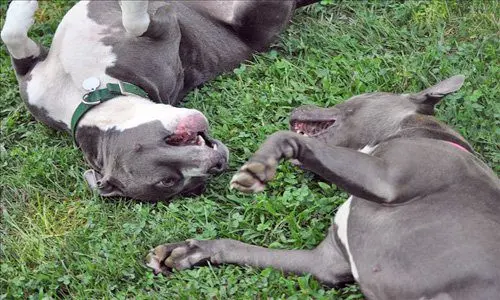 perros pitbull jugando