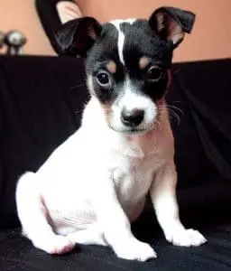 ratonero-bodeguero-andaluz cachorro