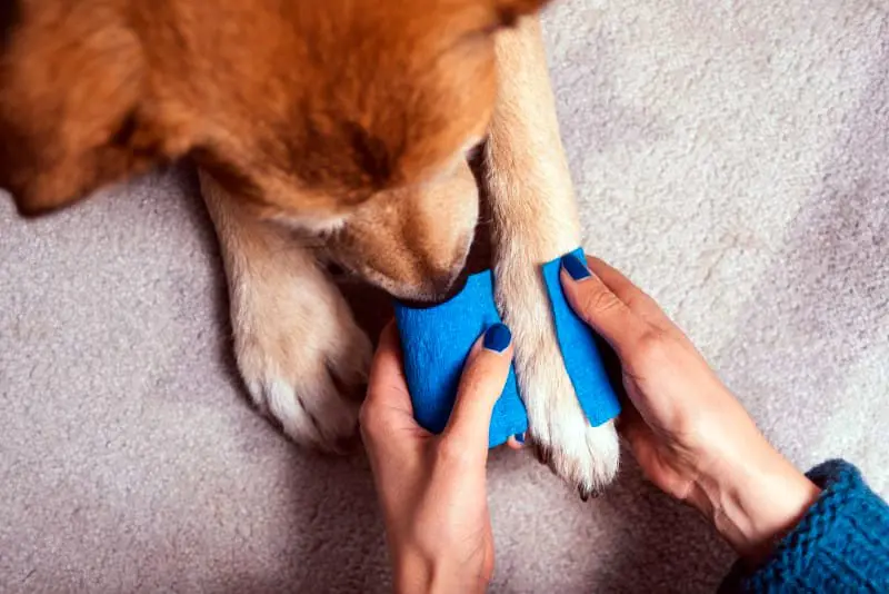 vendar la pata de un perro vendar la pata de un perro