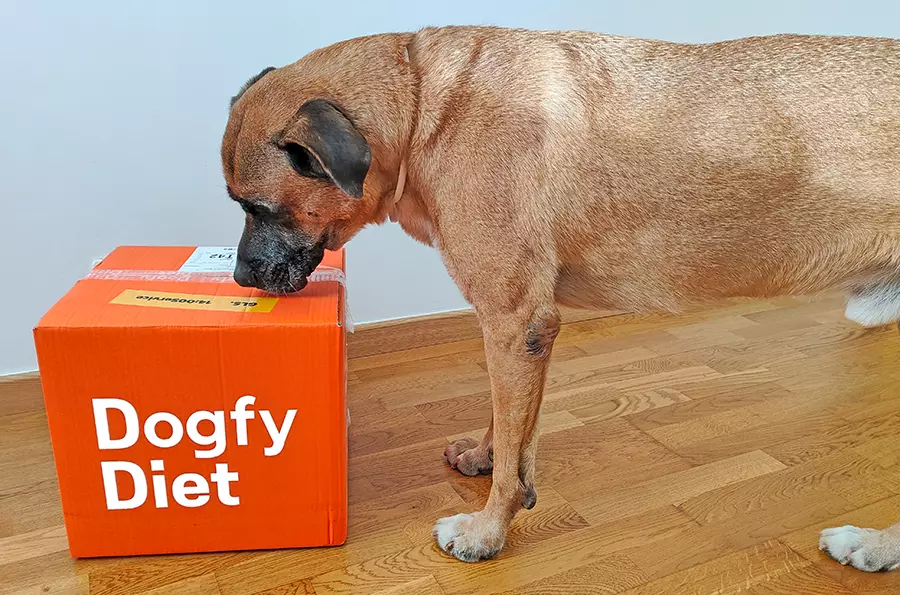 Yako intentando abrir la caja de Dogfy Diet Yako intentando abrir la caja de Dogfy Diet