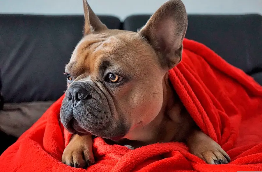 perro calentito en una manta perro calentito en una manta