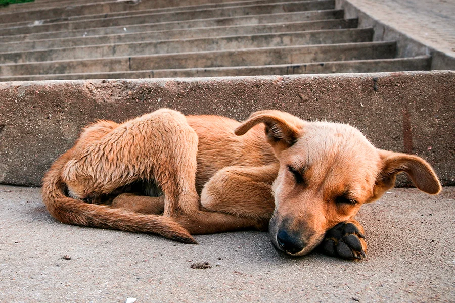 perro callejero sin hogar durmiendo perro callejero sin hogar durmiendo