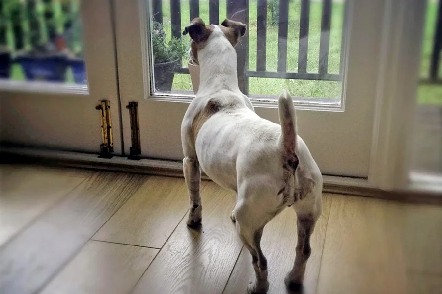 perro esperando a los vecinos para ladrar perro esperando a los vecinos para ladrar