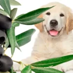 perro esperando para comer aceitunas