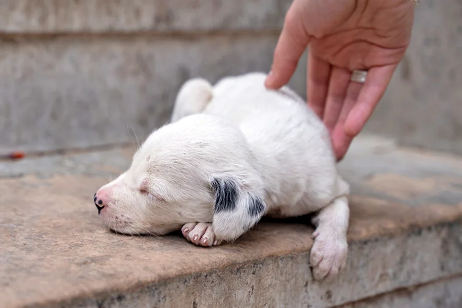 acariciar a un perro callejero acariciar a un perro callejero