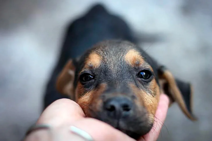 adoptar un perro sin hogar adoptar un perro sin hogar