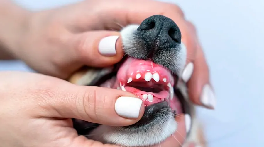 cachorro con dientes de leche cachorro con dientes de leche