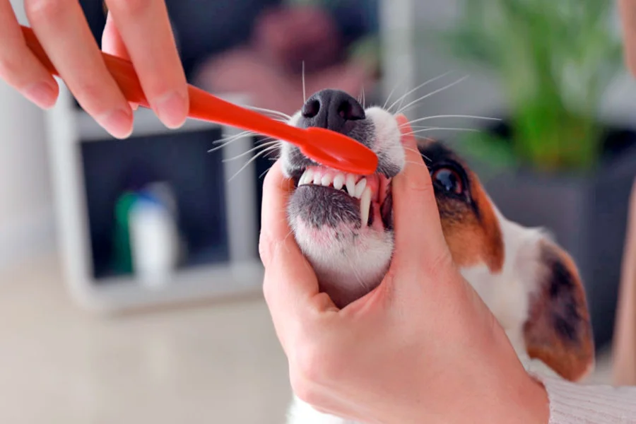 cepillar dientes del perro cepillar dientes del perro