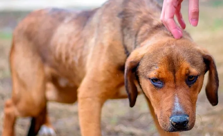 perro maltratado perro maltratado