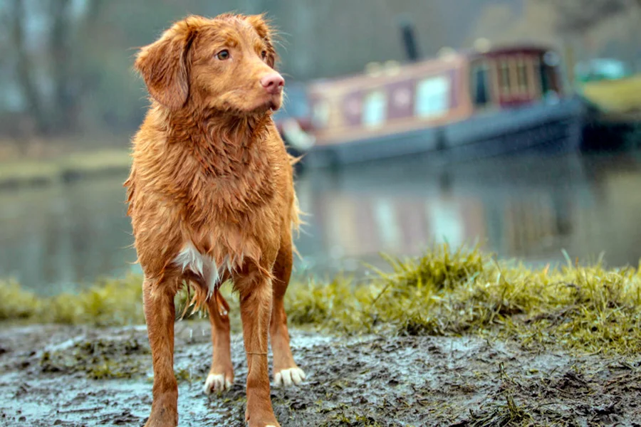 perro mojado bajo la lluvia perro mojado bajo la lluvia