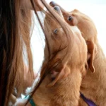 muestras afectivas hacia los perros