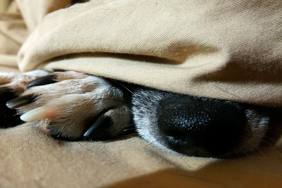 perro haciendo la siesta con su humano perro haciendo la siesta con su humano