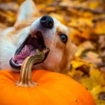 perro come vegetales