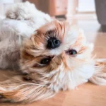 perro panza arriba