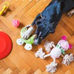 perro y juguetes