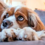 ¿Está tu perro realmente protegido contra parásitos?
