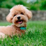 El cuidado responsable de mascotas: Consejos clave